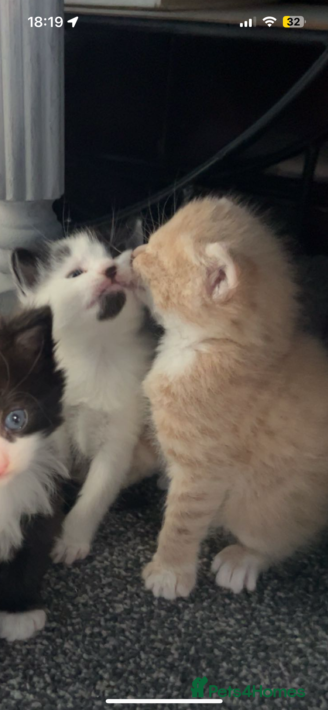 Bengal cats for sale:  beautiful kittens 8 weeks old  - Advert 3