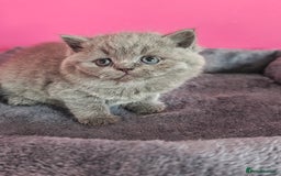 British Shorthair cats for sale: Stunning Teddy bear BSH kittens  GCCF  - Image 18