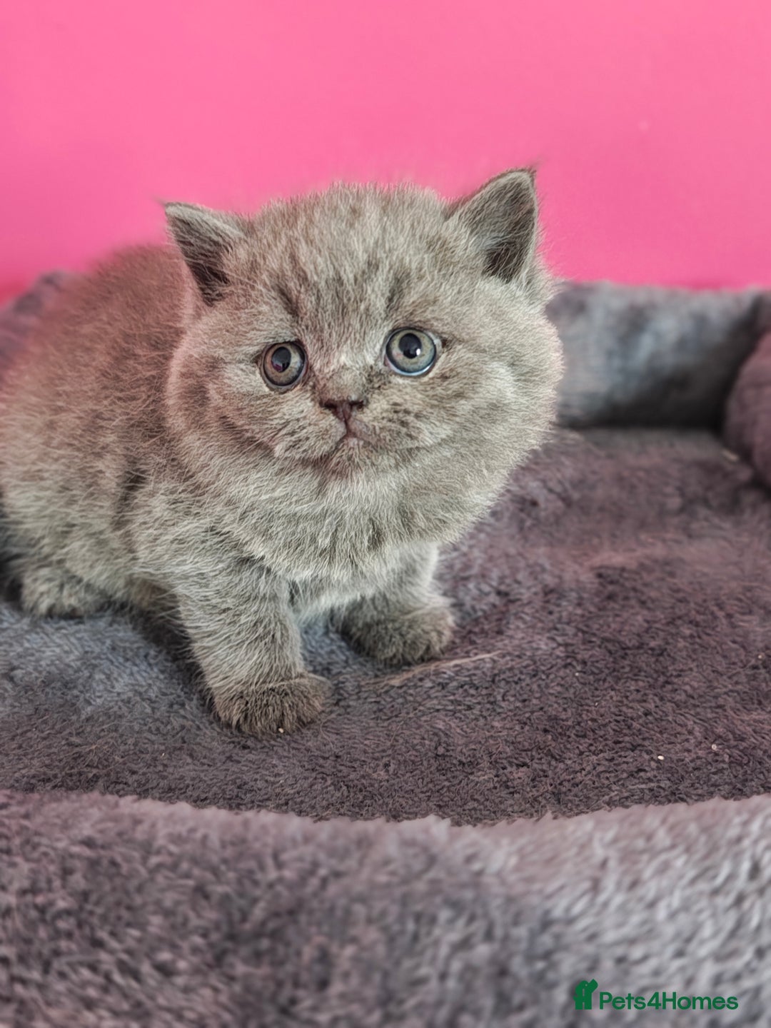 British Shorthair cats for sale: Stunning Teddy bear BSH kittens  GCCF  - Image 18