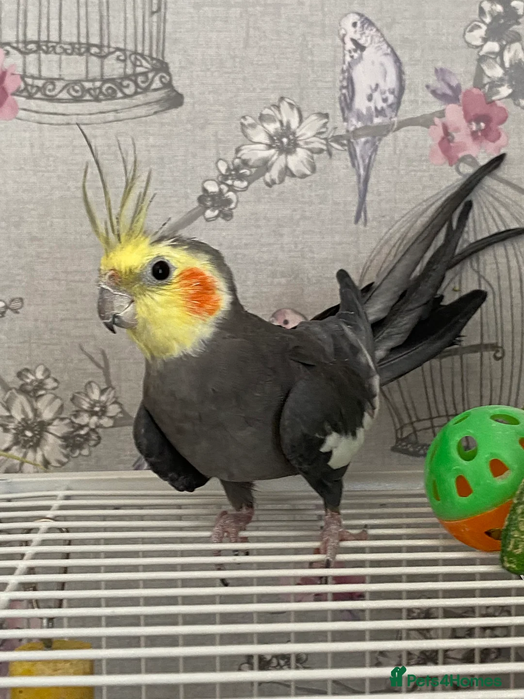 Cockatiels birds for sale: 2 Female Cocktails  - Advert 3