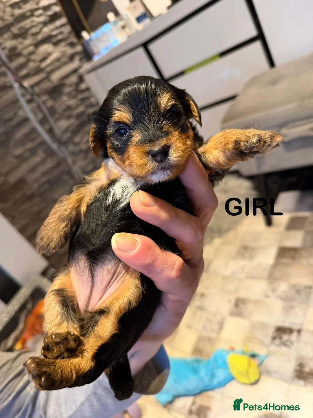 Yorkshire Terrier dogs for sale: York terrier  - Advert 4