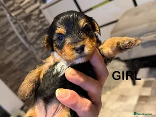 Yorkshire Terrier dogs York terrier - Advert 10