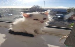 British Shorthair cats for sale: British Shorthair Kittens for sale  - Image 9