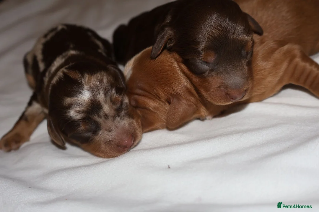 Cockapoo dogs for sale: Exceptional cockapoo puppies  - Advert 14