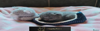 British Shorthair Kitten 4