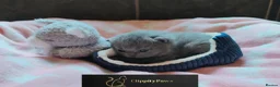 British Shorthair cats for sale: GCCF REGISTERED CHUNKY BRITISH SHORTHAIR KITTENS  - Advert 4