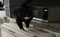 Mixed Breed cats for sale: Male black and white cat - Image 1