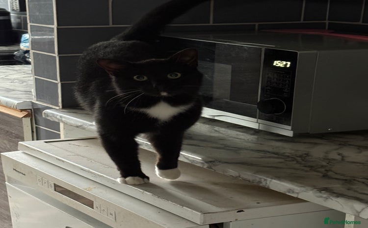 Mixed Breed cats - Advert 7