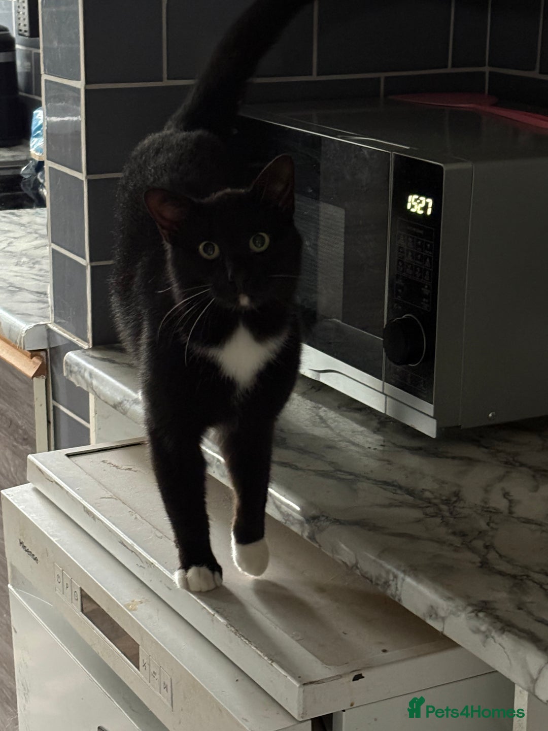 Mixed Breed cats for sale: Male black and white cat - Image 1