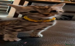 Bengal cats for sale: Beautiful Silver Bengal female - Tica optional  - Image 7