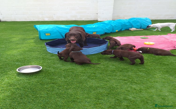 Labrador Retriever dogs - Advert 7
