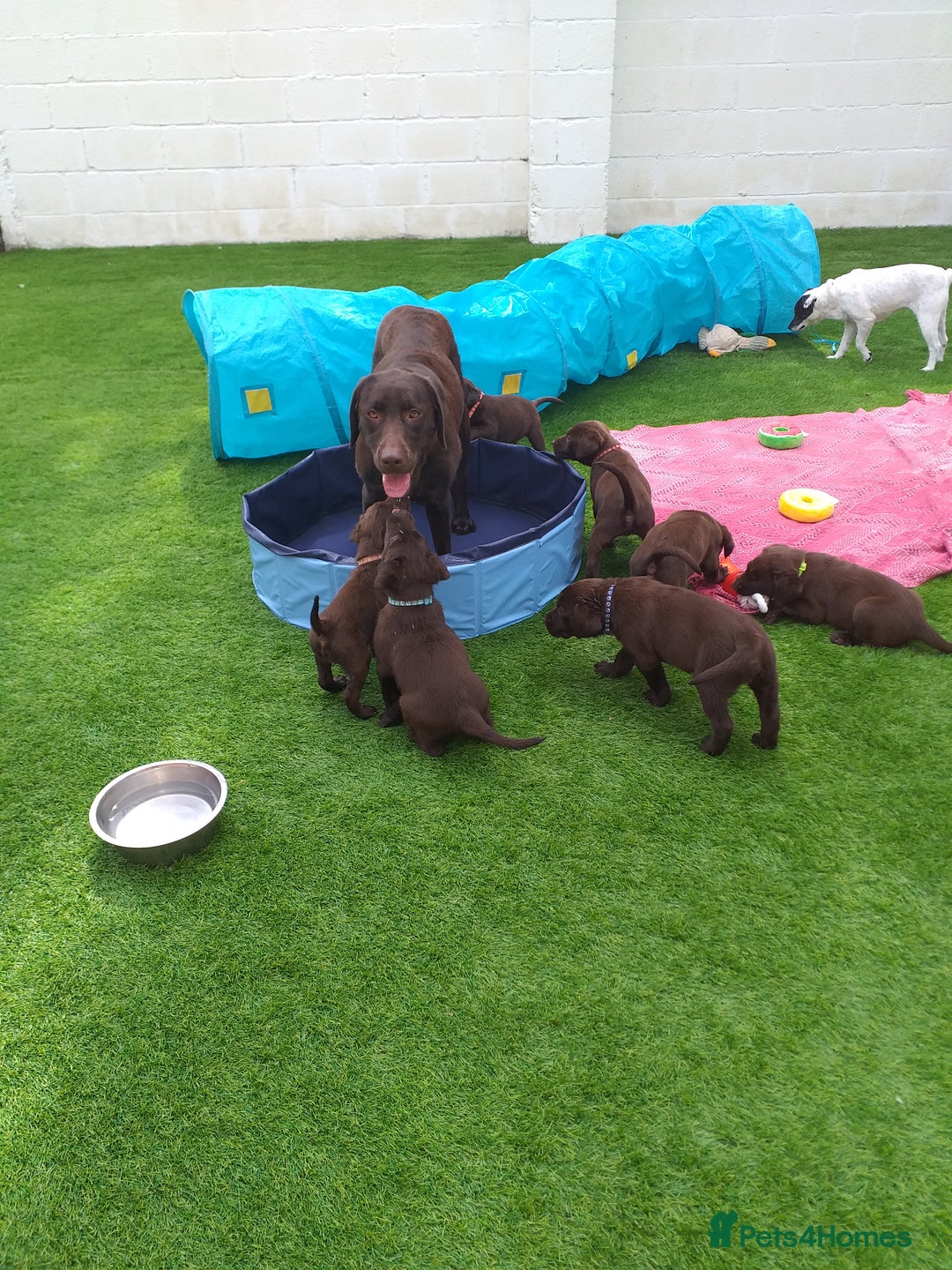 Labrador Retriever dogs for sale: KC Chocolate labrador (Ready To Go Now)🦮 - Image 5