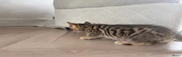 Bengal cats for sale: Bengal x  - Advert 4