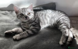 British Shorthair cats for sale: GCCF REGISTERED CHAMPION LINES SILVER SPOTTED BSH - Image 16