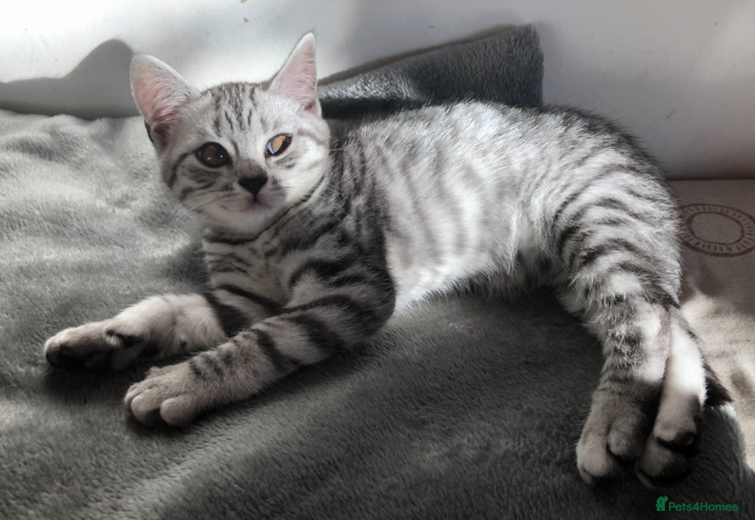British Shorthair cats for sale: GCCF REGISTERED CHAMPION LINES SILVER SPOTTED BSH - Image 16