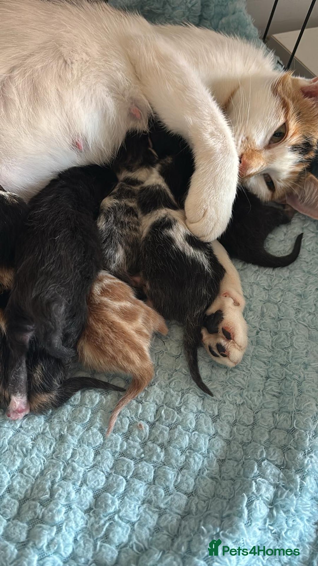 Domestic Shorthair cats for sale: Beautiful kittens  - Image 7