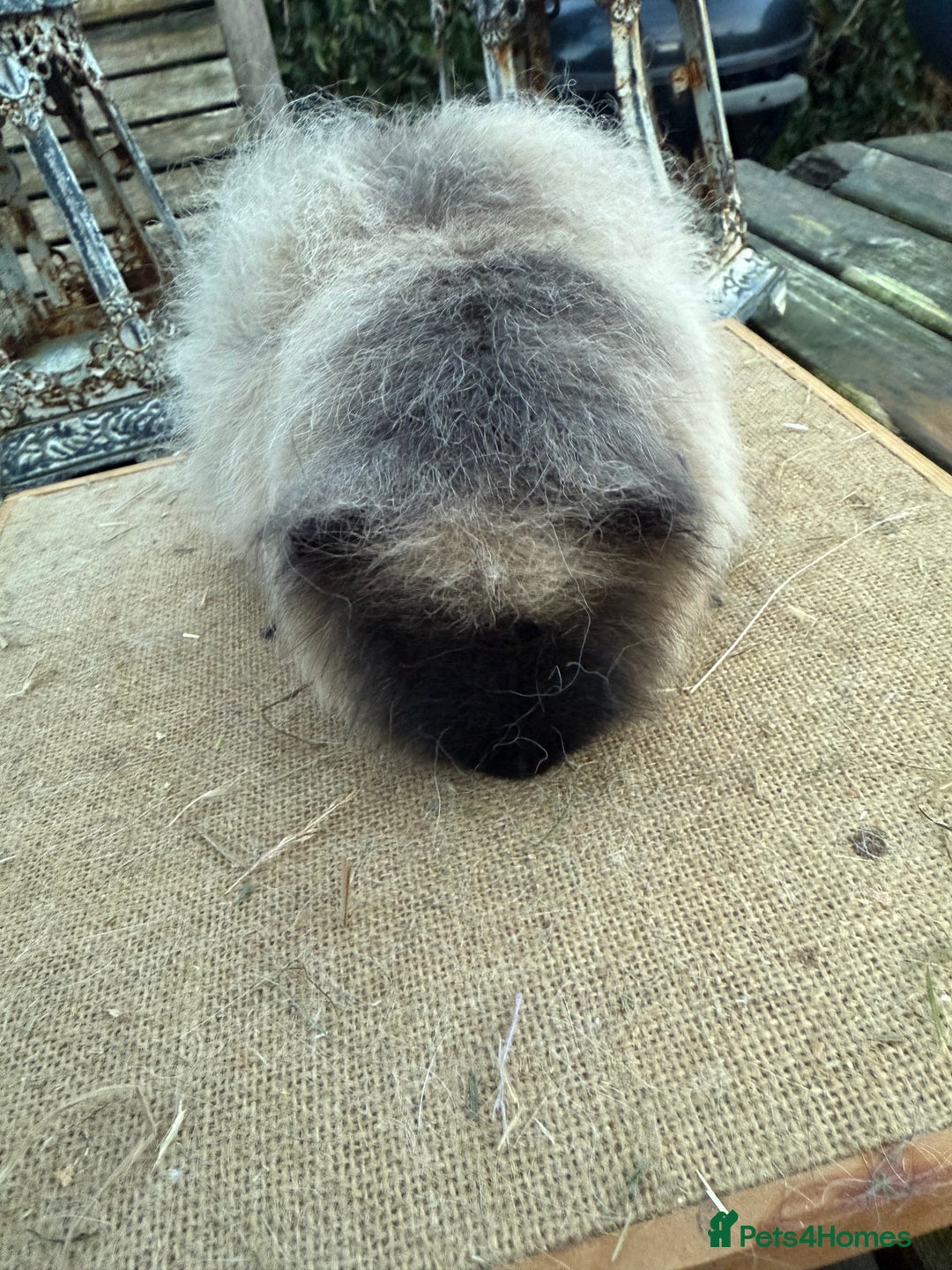 Guinea Pig rodents for sale: Pure bred California & Swiss guineapigs  - Advert 16