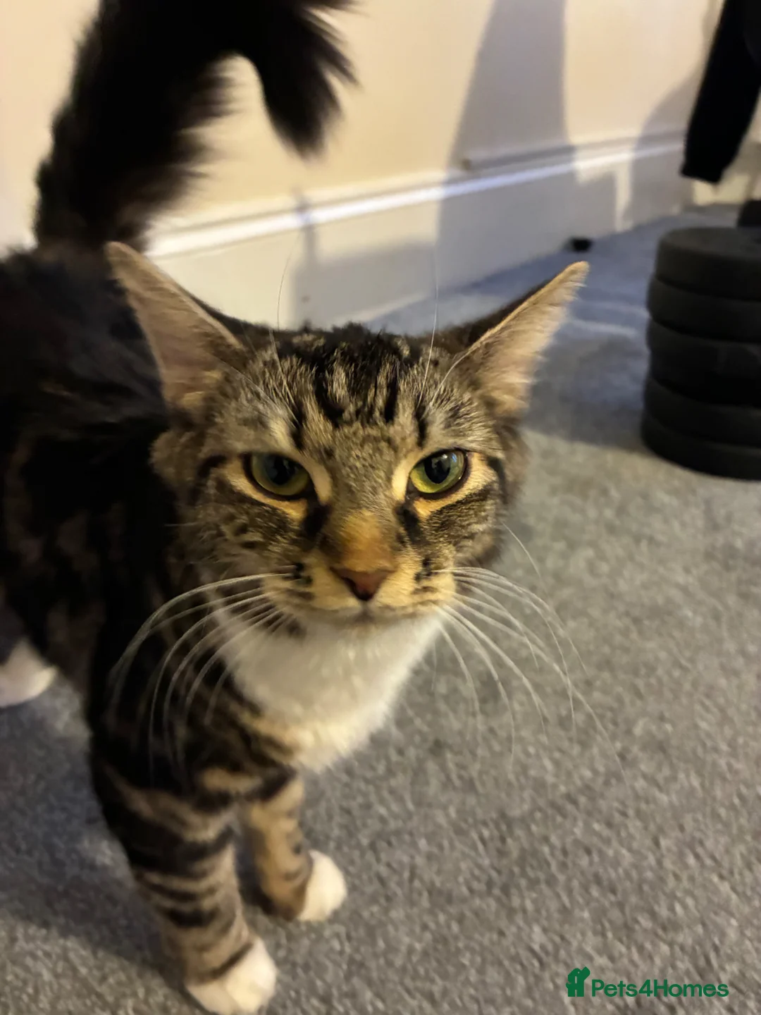 Mixed Breed cats for sale: Mixed Norwegian Forest kittens - Advert 1