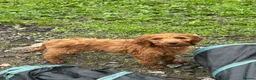 Irish Doodle dogs for sale: Standard Red Irish Doodles - Advert 5