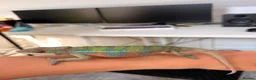 Chameleon reptiles for sale: True nosy be blue panther chameleon  in Reading - Advert 9