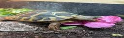 Hermann Tortoise reptiles for sale: Hermann Tortoise - 2.5yrs. COMPLETE SETUP. - Advert 2