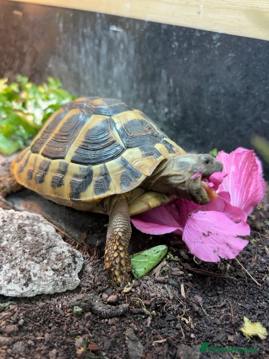 Hermann Tortoise reptiles for sale: Hermann Tortoise - 2.5yrs. COMPLETE SETUP. - Advert 2