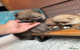 Pomeranian dogs for sale: Teddy Face Pomeranian Champion European Bloodline  - Image 12