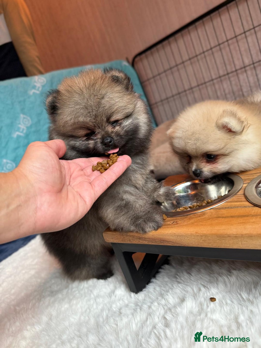 Pomeranian dogs for sale: Teddy Face Pomeranian Champion European Bloodline  - Image 12