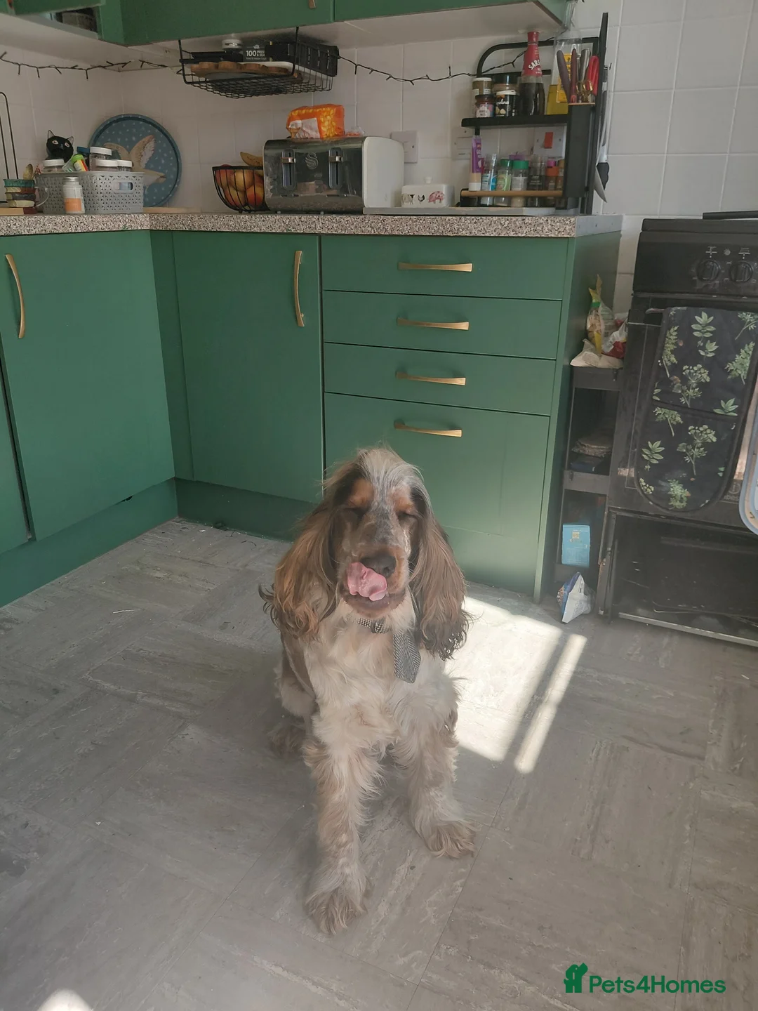 Gallery Image {{count}}