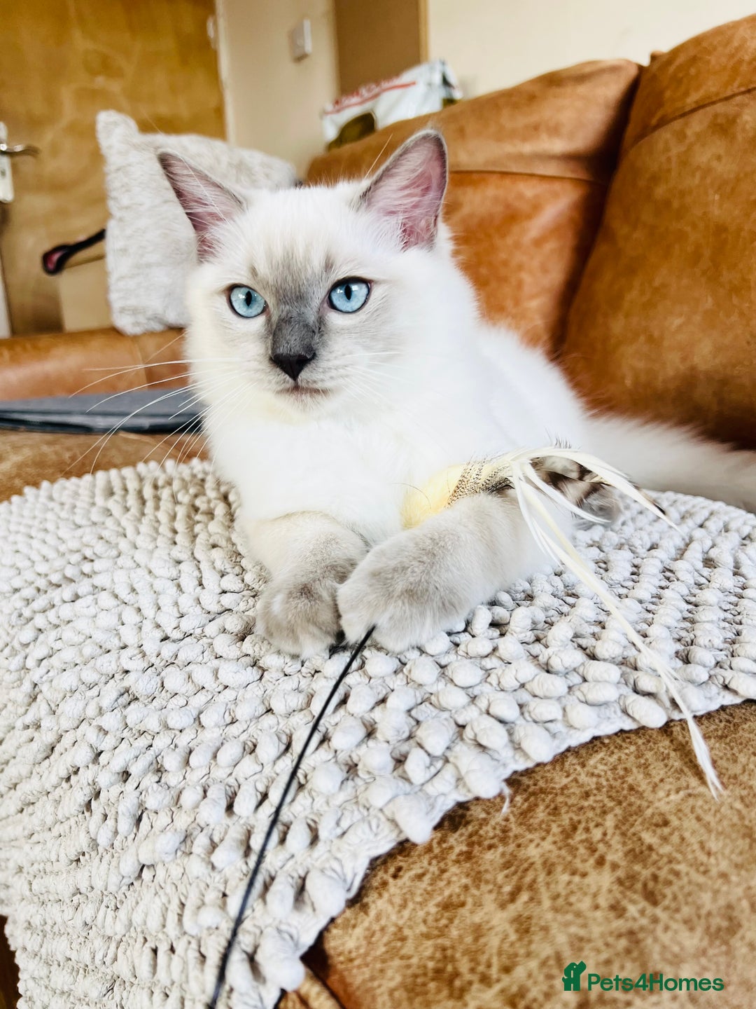 Ragdoll cats for sale: ADORABLE RAGDOLL KITTEN CHAMPIONLINE - Image 12