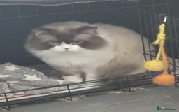 Ragdoll cats for sale: Male rag doll - Image 3