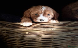 Cavapoo dogs for sale: Beautiful Cavapoo Pups  - Image 7