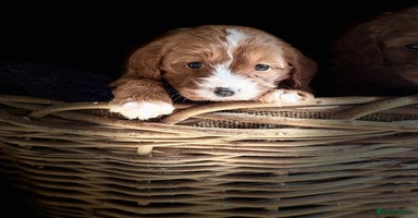 Cavapoo dogs - Advert 1