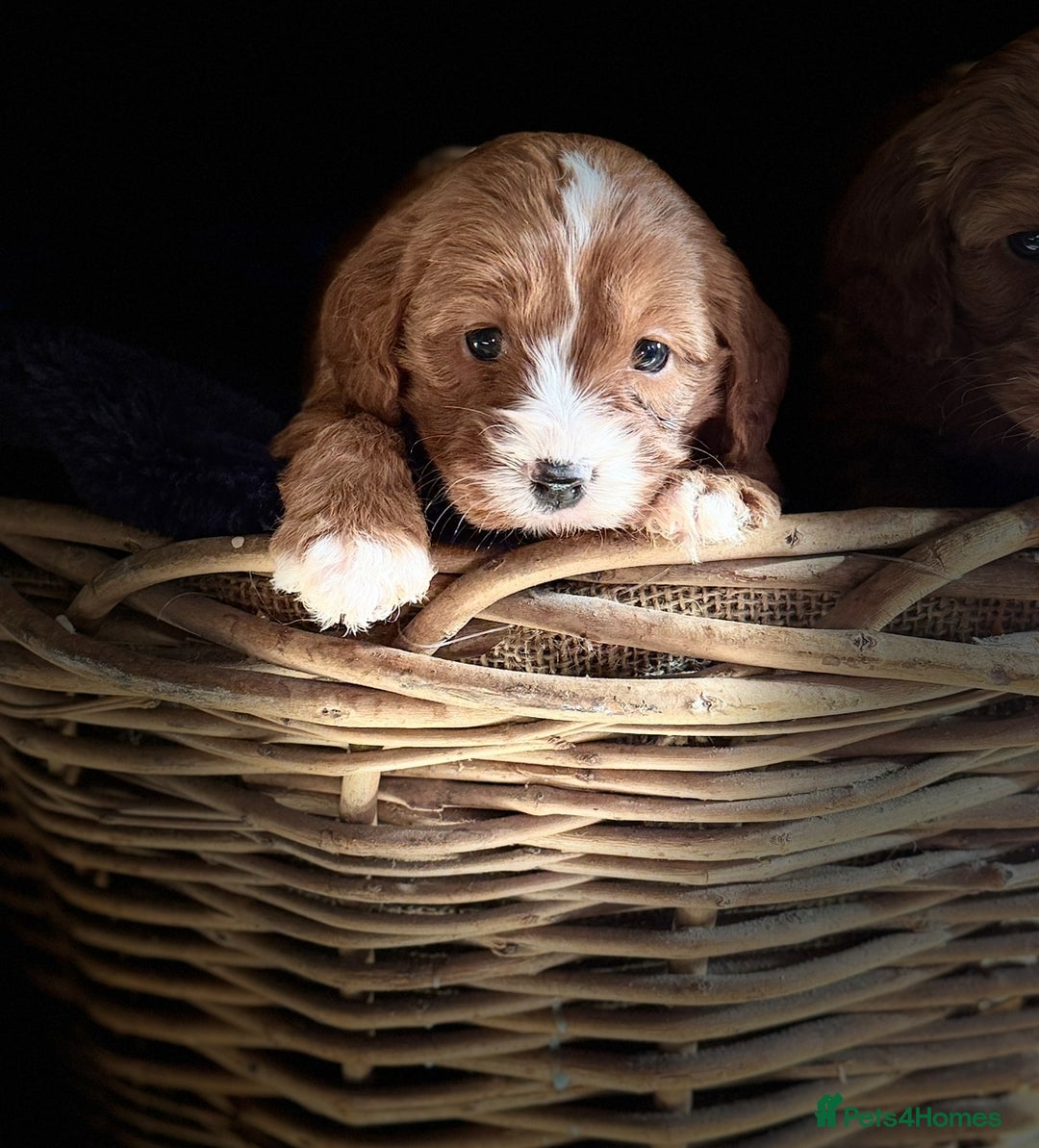 Cavapoo dogs for sale: Beautiful Cavapoo Pups  - Image 7