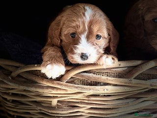 Cavapoo dogs for sale - Advert 1