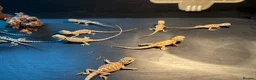 Bearded Dragon reptiles for sale: Super friendly bearded dragons - Advert 18