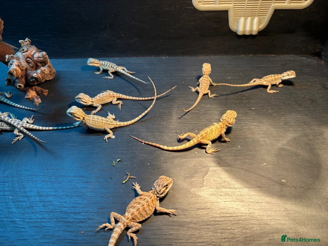 Bearded Dragon reptiles for sale: Super friendly bearded dragons - Advert 18
