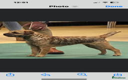 Border Terrier dogs for sale: Female Border Terrier puppy  - Image 2