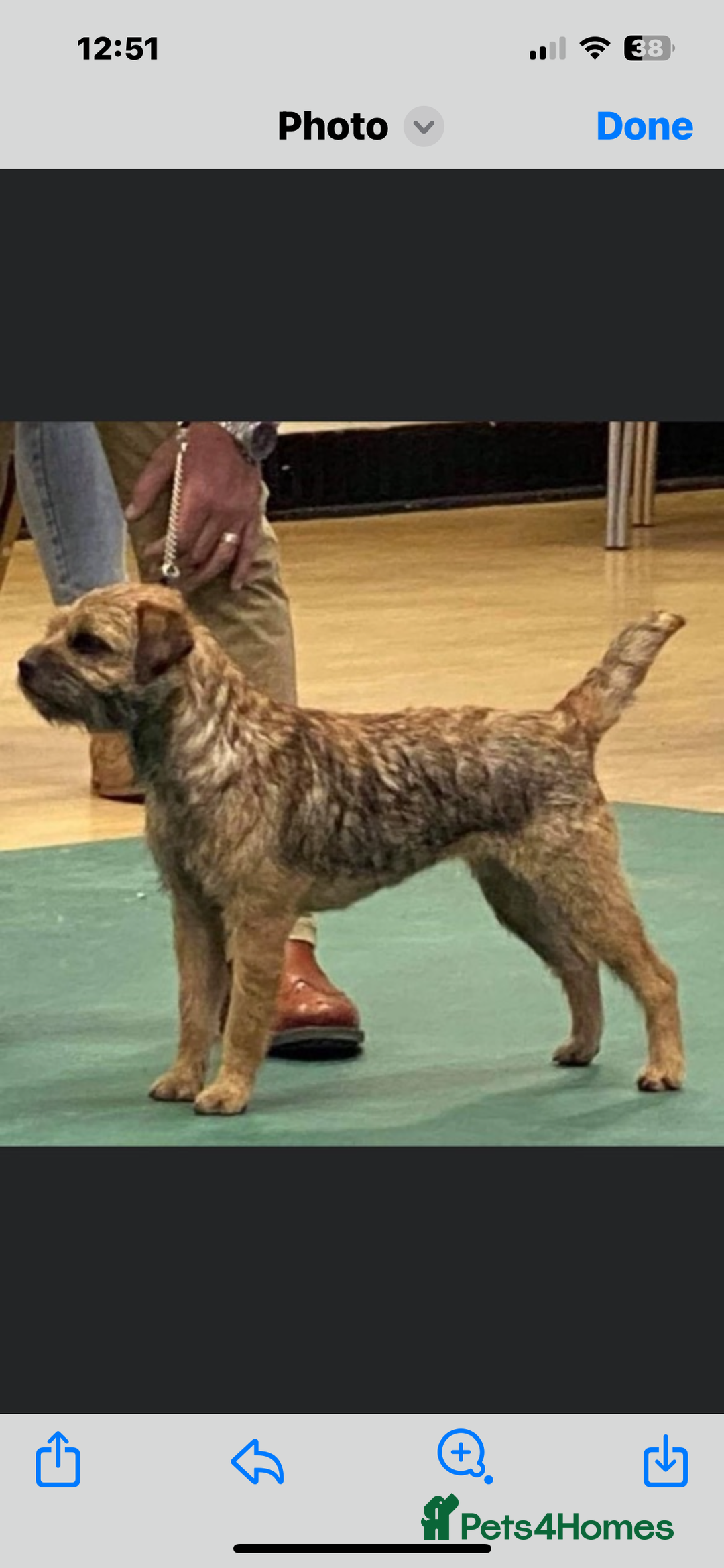 Border Terrier dogs for sale: Female Border Terrier puppy  - Image 2