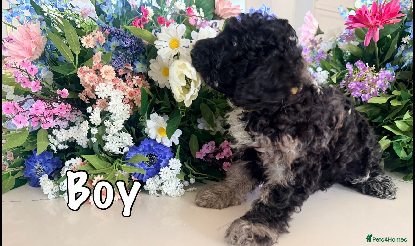 Miniature Poodle dogs Best quality girl & boy Merle miniature poodles - Advert 2