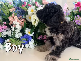 Miniature Poodle dogs Best quality girl & boy Merle miniature poodles - Advert 5