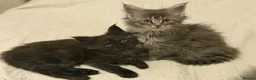 Maine Coon cats for sale: 👑Royal MaineCoon Girls TICA Champion Bloodline!👑 - Advert 30
