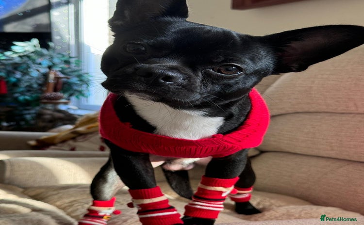 Mixed Breed dogs Oliver - Advert 1