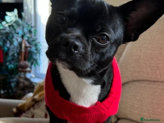 Mixed Breed dogs Oliver - Advert 2