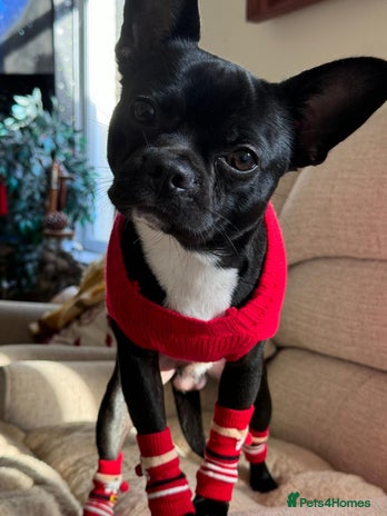 Mixed Breed dogs Oliver - Advert 1