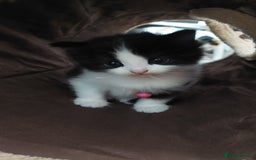 Mixed Breed cats for sale: Beautiful Kittens British ShorthairxRagdoll - Image 1