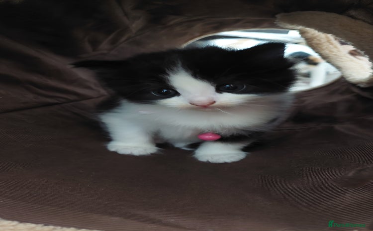 Mixed Breed cats - Advert 4
