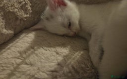 Mixed Breed cats for sale: 4 beautiful kittens ready in 2 weeks  - Image 2