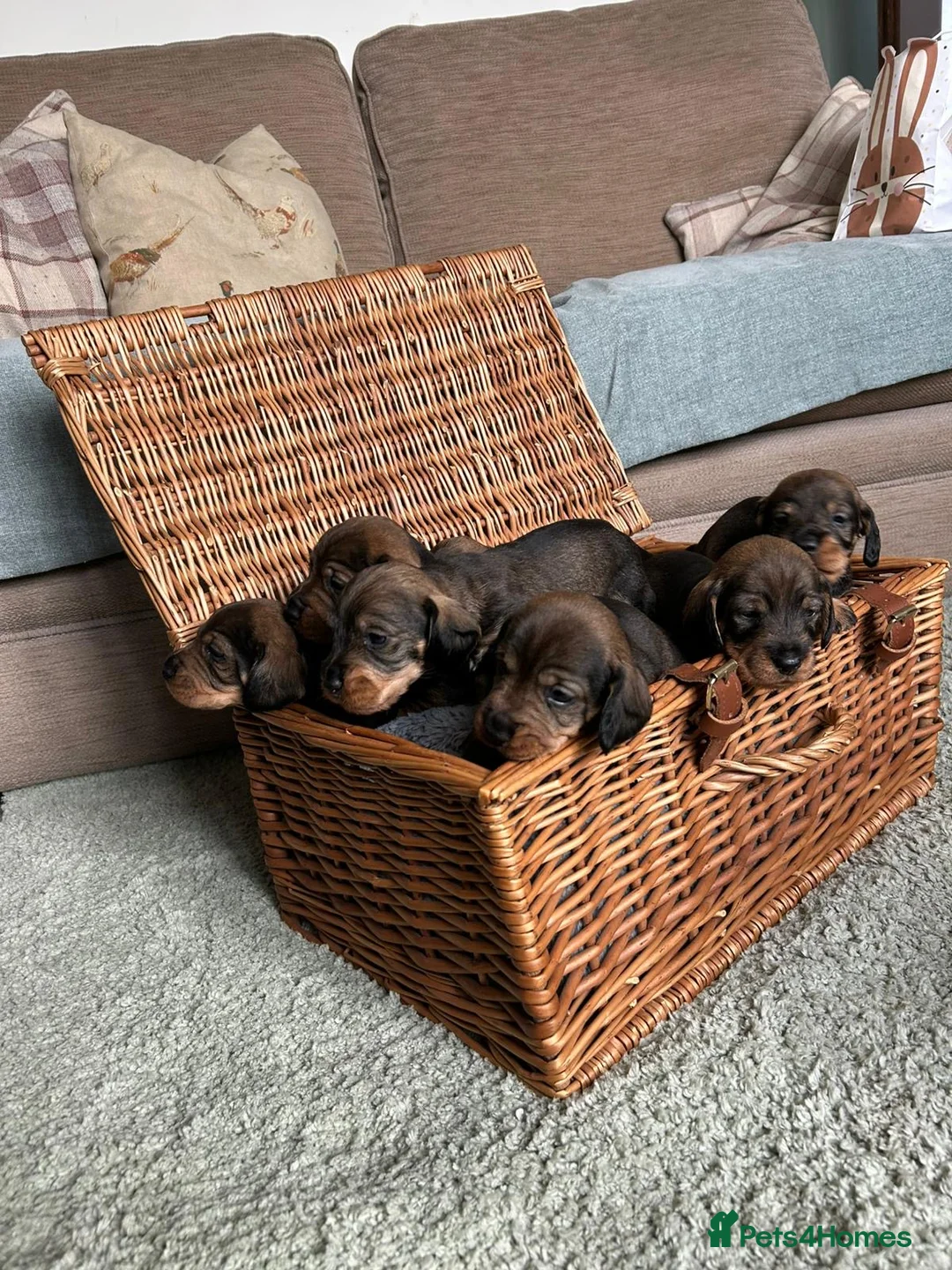Dachshund dogs for sale:  KC Reg Wire-Haired Dachshund (Teckel) Puppies - Advert 2