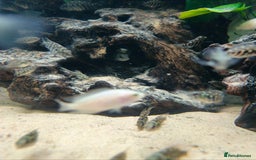 Cichlids fish for sale: True Parrots (Hoplarchus Psittacus) - Image 3